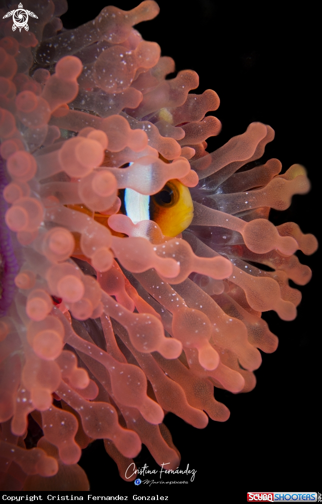 A Anemone 
