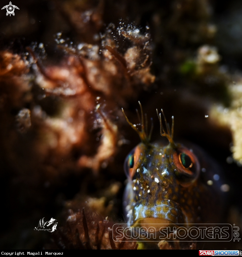 A Seaweed blenny