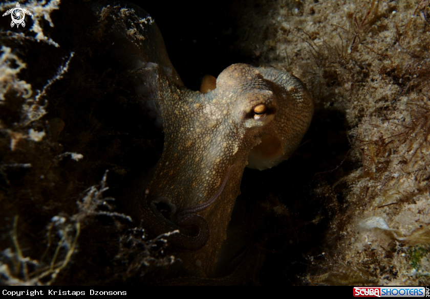 A Common octopus