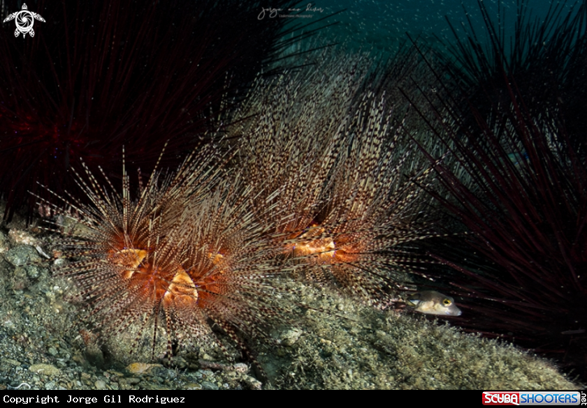 A Magnificent urchin