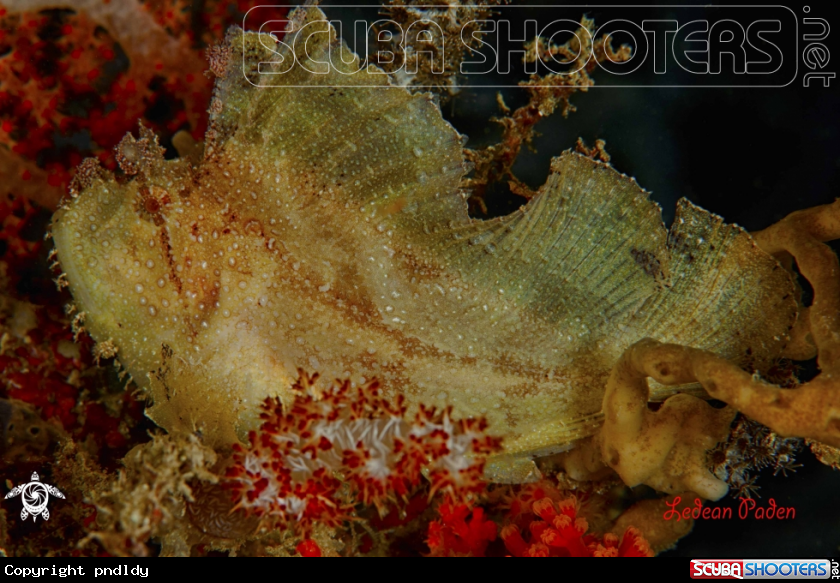 A underwater creature