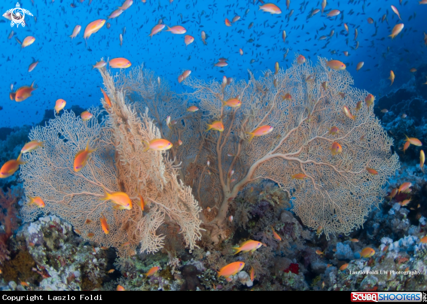 A Seafan 