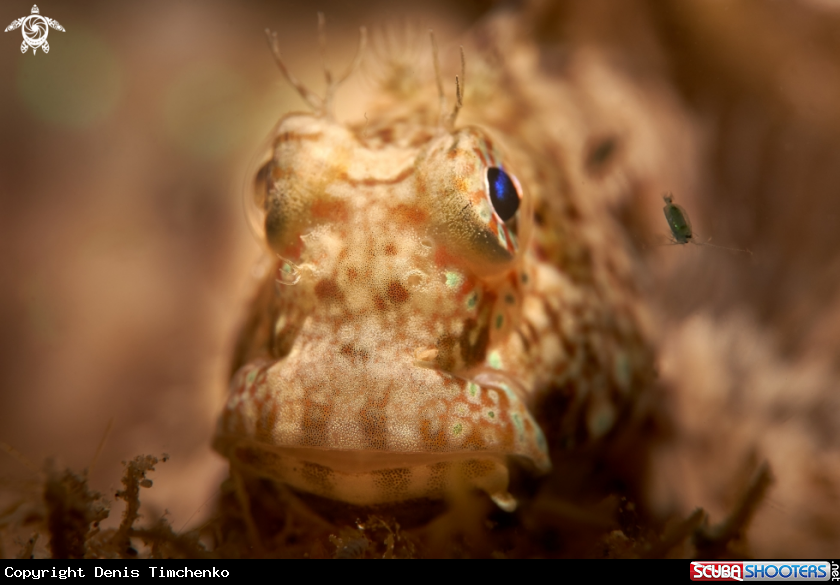 A BLENNY