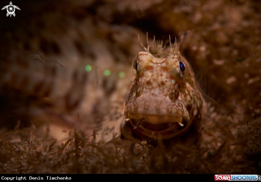 A BLENNY