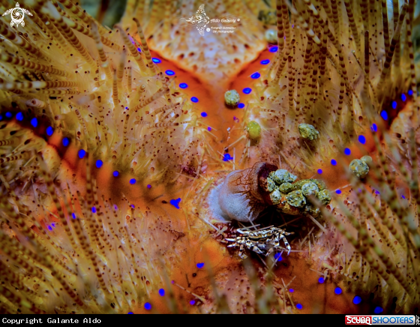 A Fire Urchin - Zebra Crab