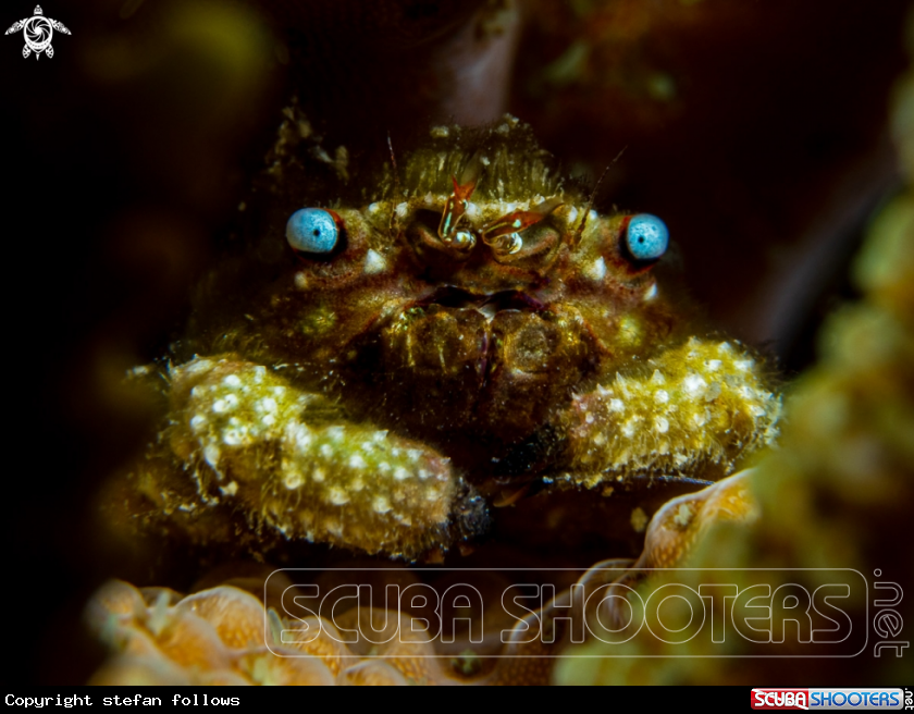 A Furry Coral Crab 