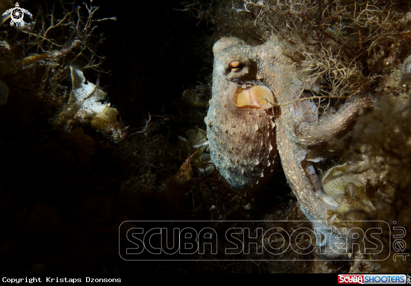 A Common octopus