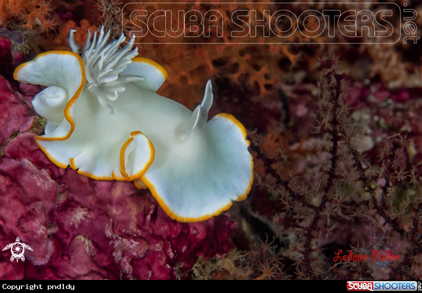 A underwater creature