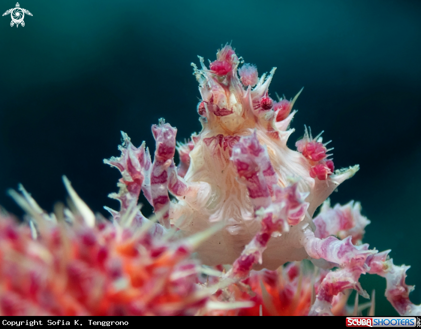 A Candy crab