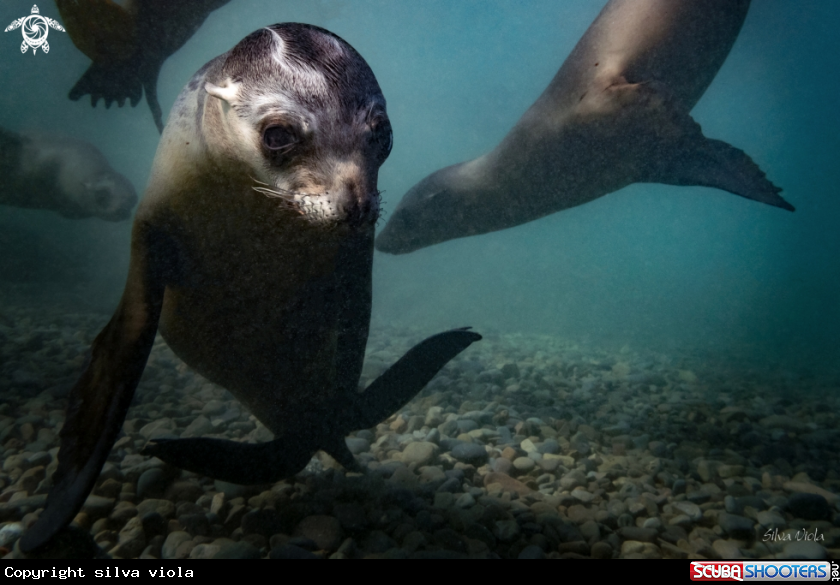 A California Sea Lion