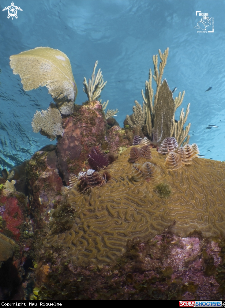 A Christmas Tree Worms