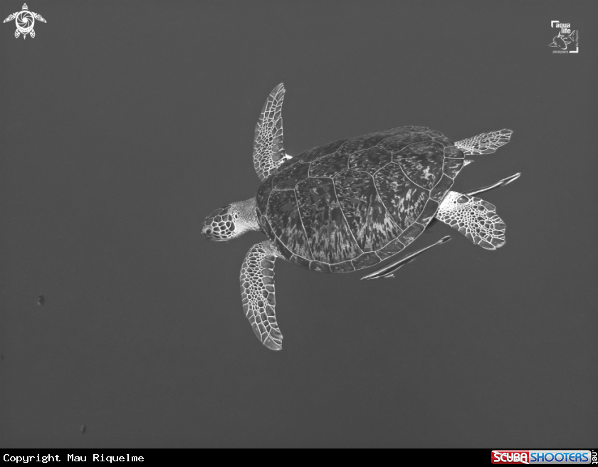 A Green Sea Turtle