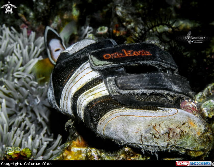 A Clownfish and Sport Shoes 