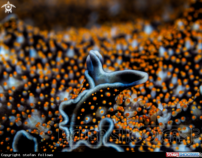 A Spotted Black Flatworm