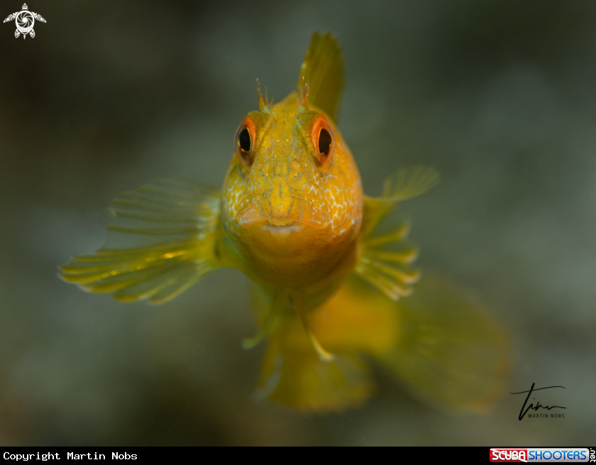 A Variable Blennie