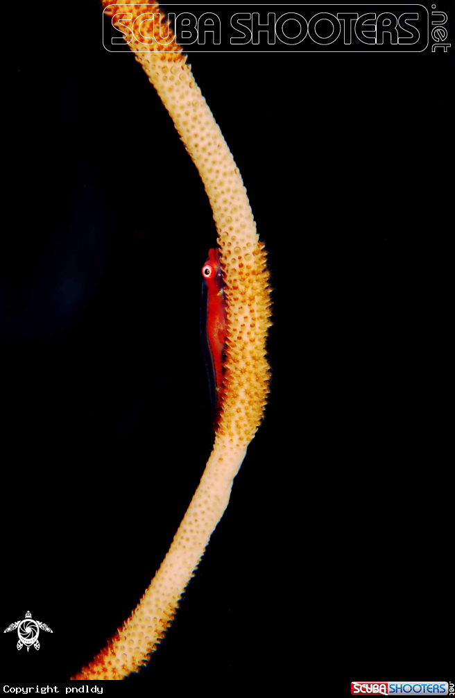 A underwater creature