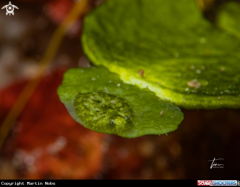A Bosellia mimetica