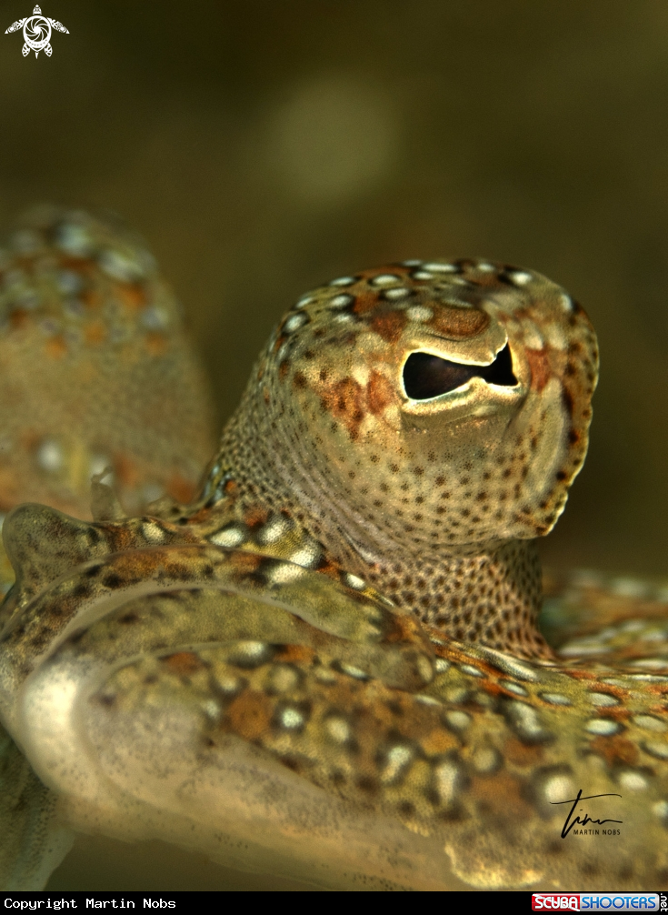 A Wide eyed Flounder