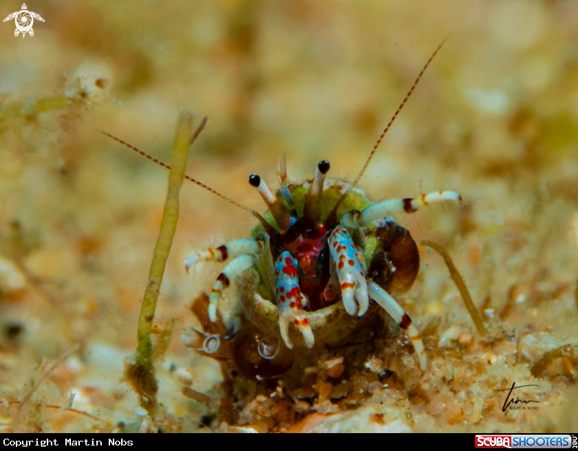 A Tube Hermit crab