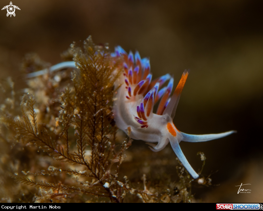 A Cratena peregrina