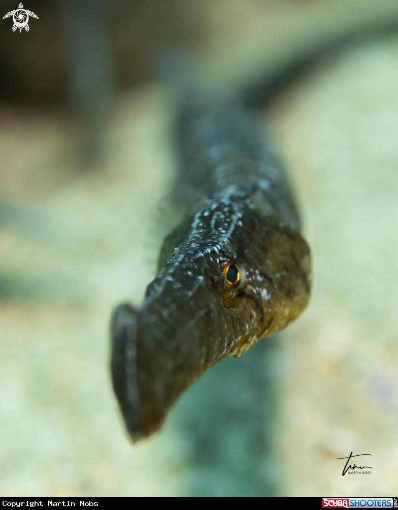 A Grassneedlefish