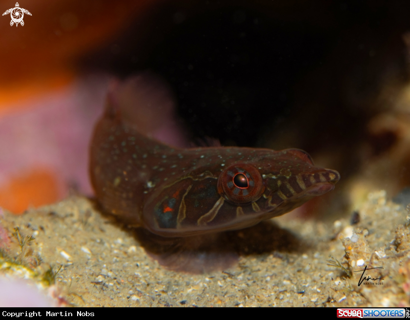 A Shore Clingfish