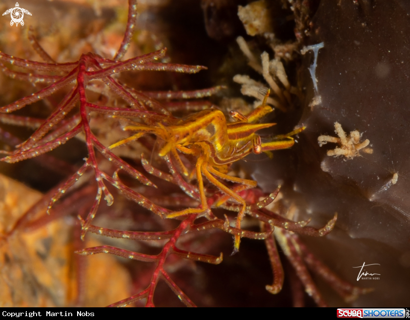 A Mediterranean Featherstarshrimp