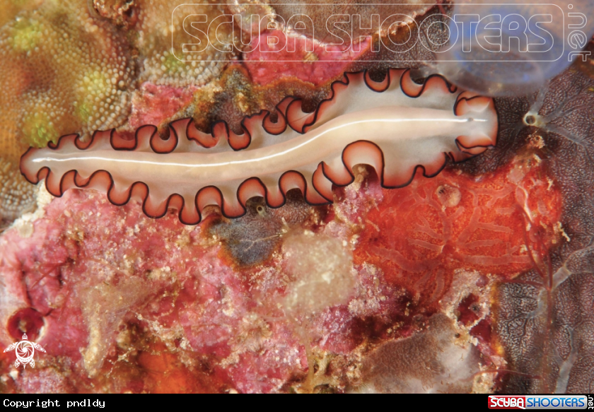 A underwater creature