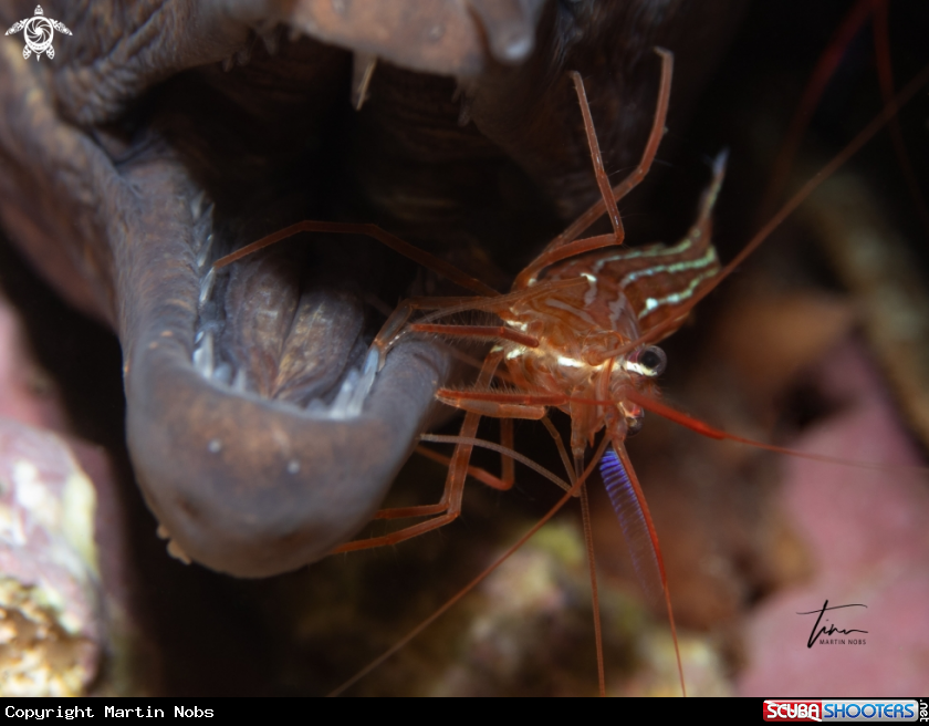 A Red Cleanershrimp
