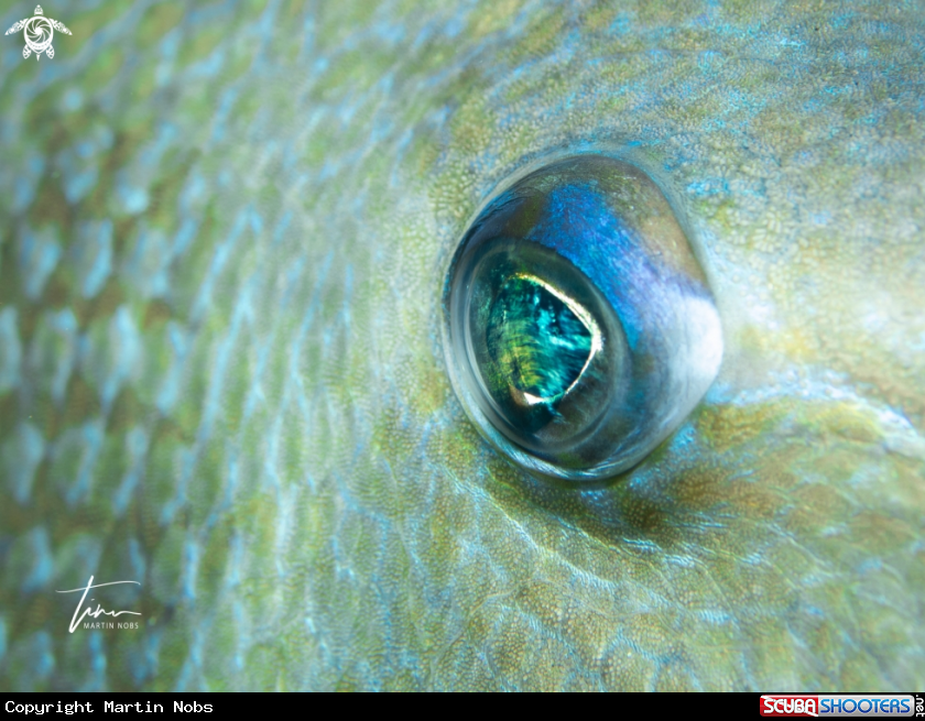 A Grey Triggerfish