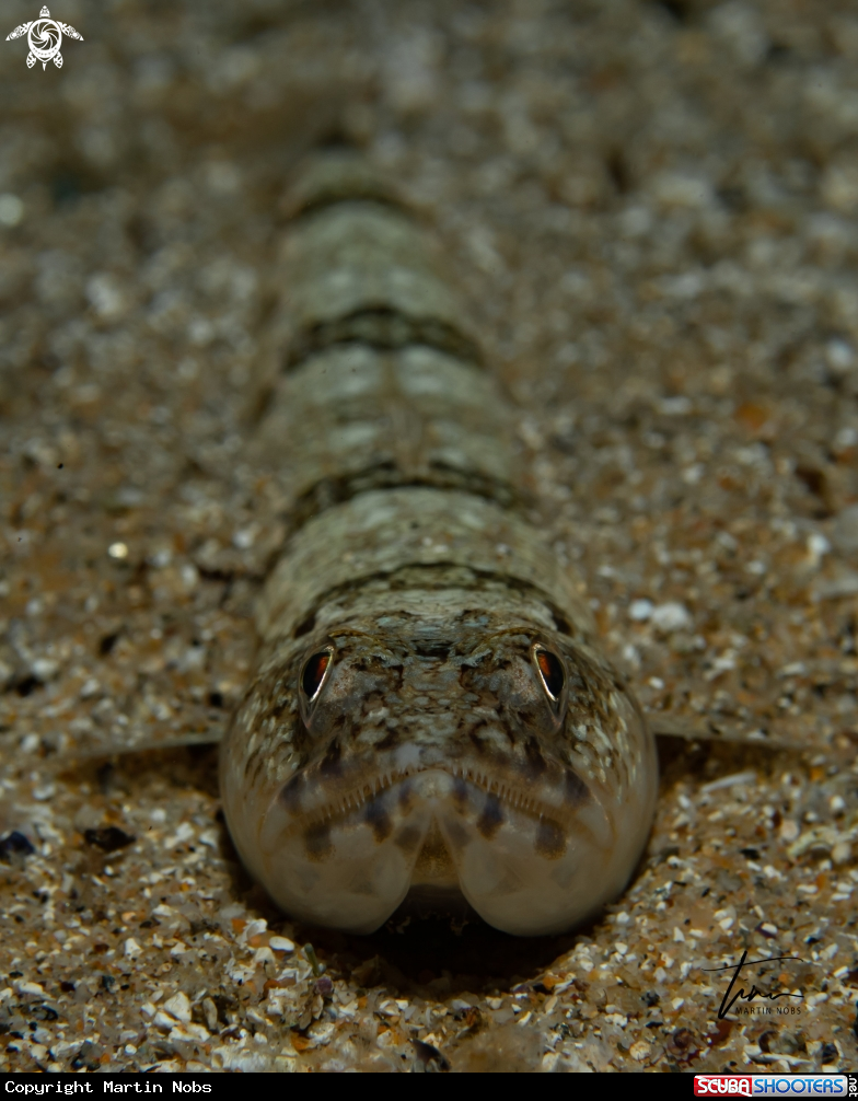 A Lizardfish