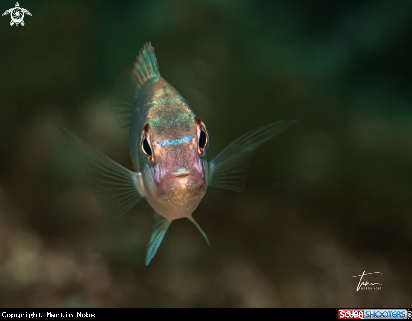 A Common Pandora