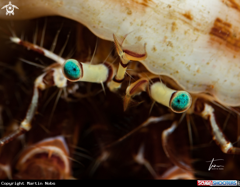 A Hermit crab