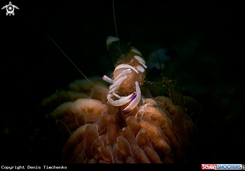 A SHRIMP