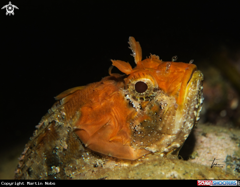 A Brown Scorpionfish