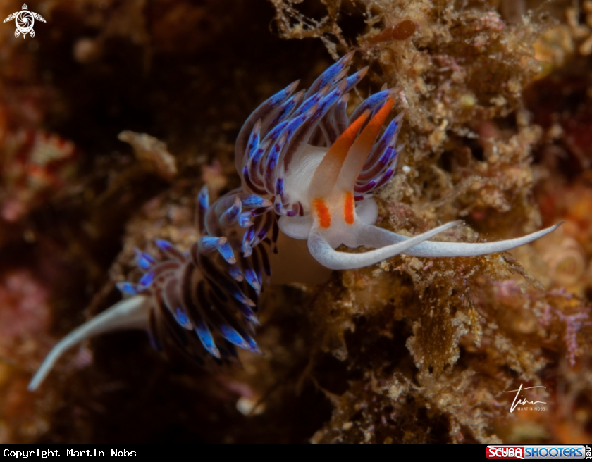 A Cratena peregrina