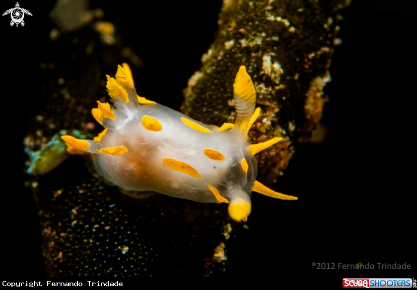 A underwater creature