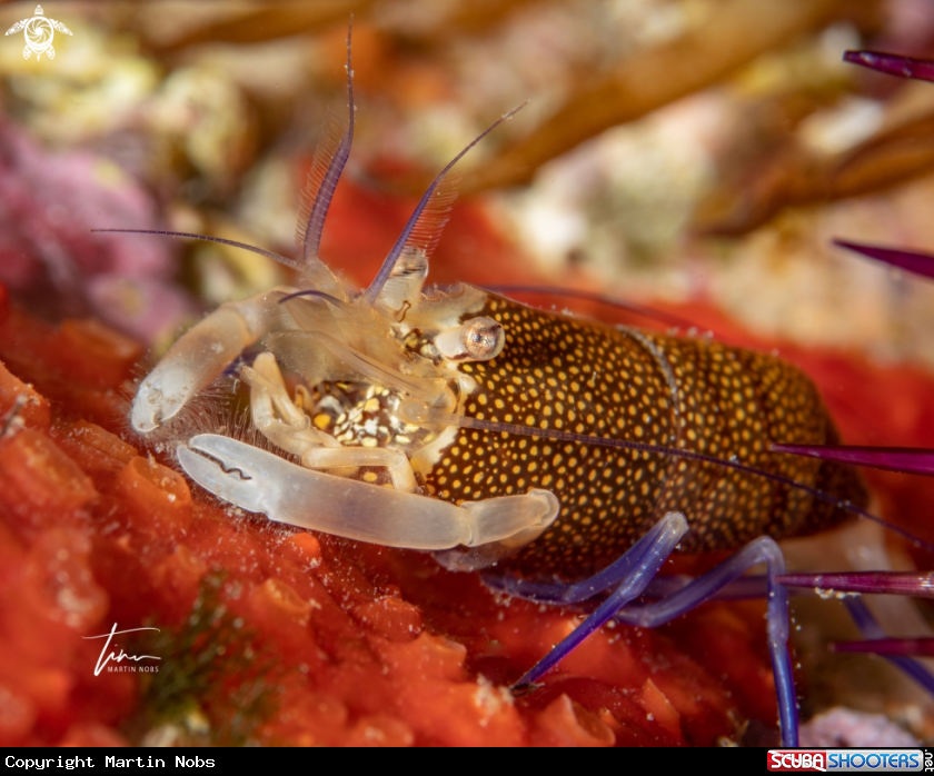 A Mediterranean Bumblebeeshrimp