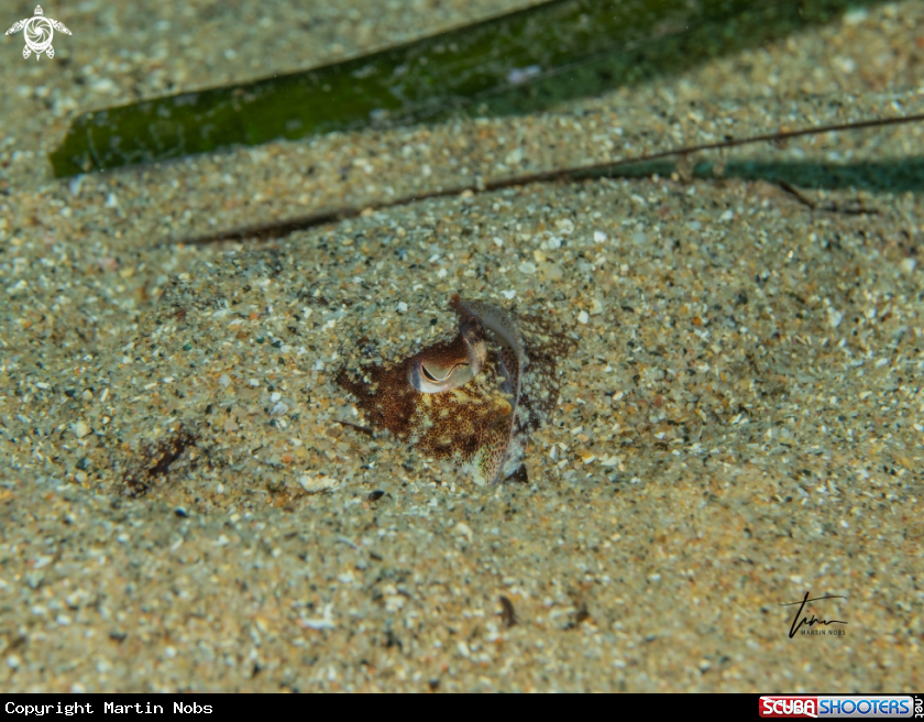 A Cuttlefish