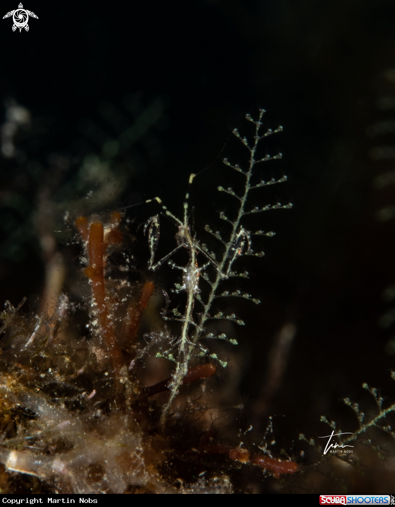 A Skeletton shrimp