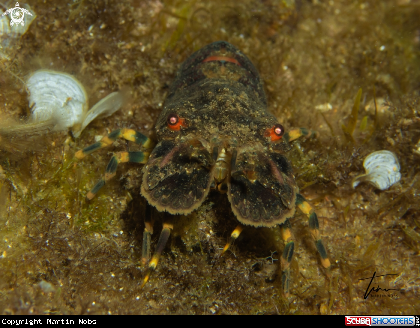 A Locust Lobster