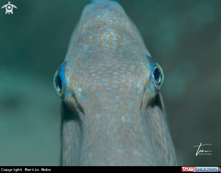 A Mediterranean Triggerfish