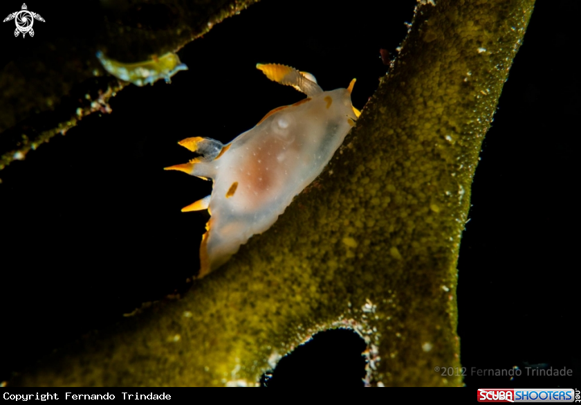 A underwater creature