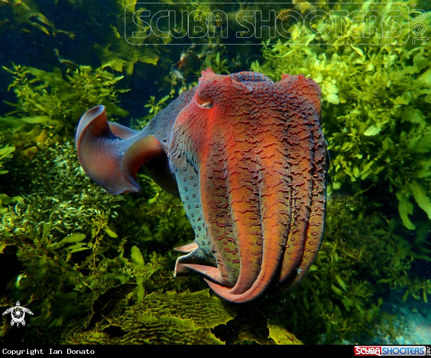 A Australian giant cuttlefish