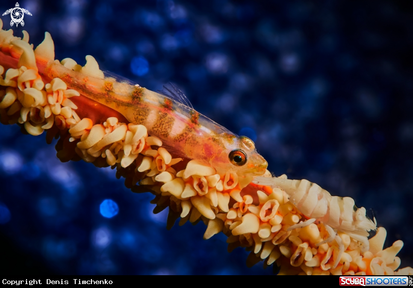 A GOBY & SHRIMP