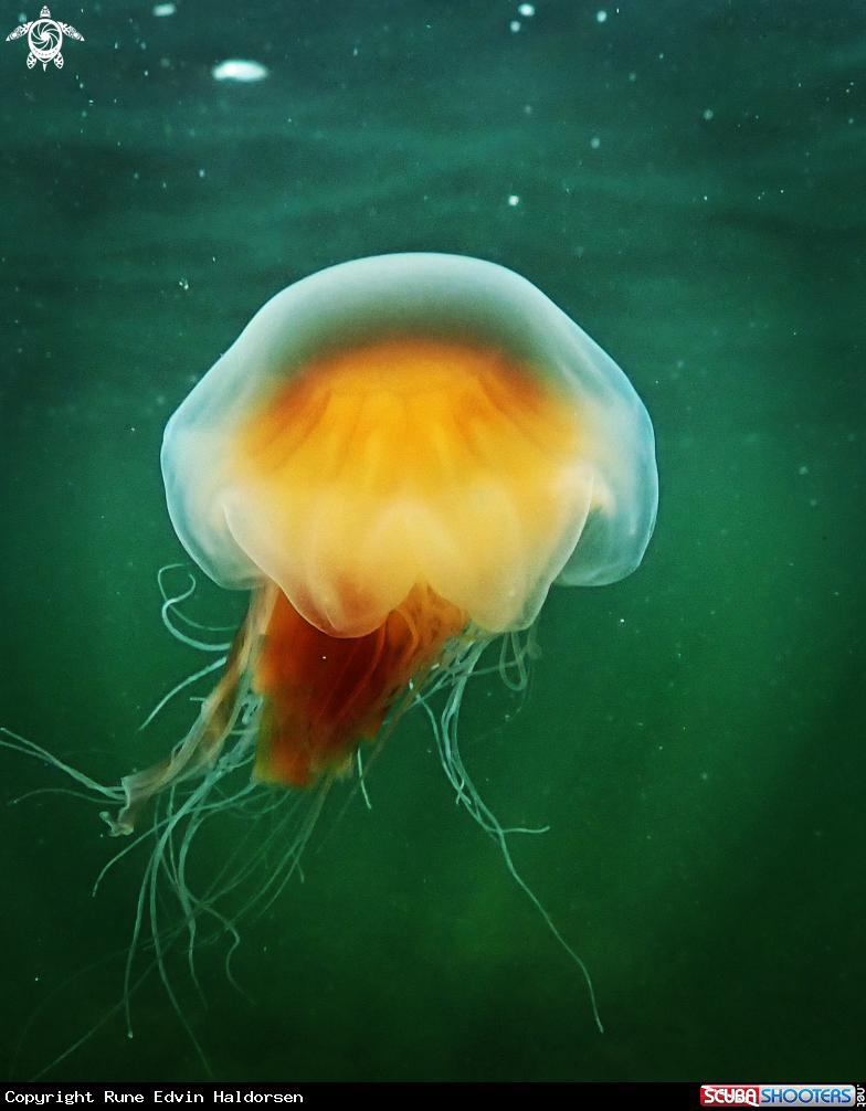 A Lions mane jelly 