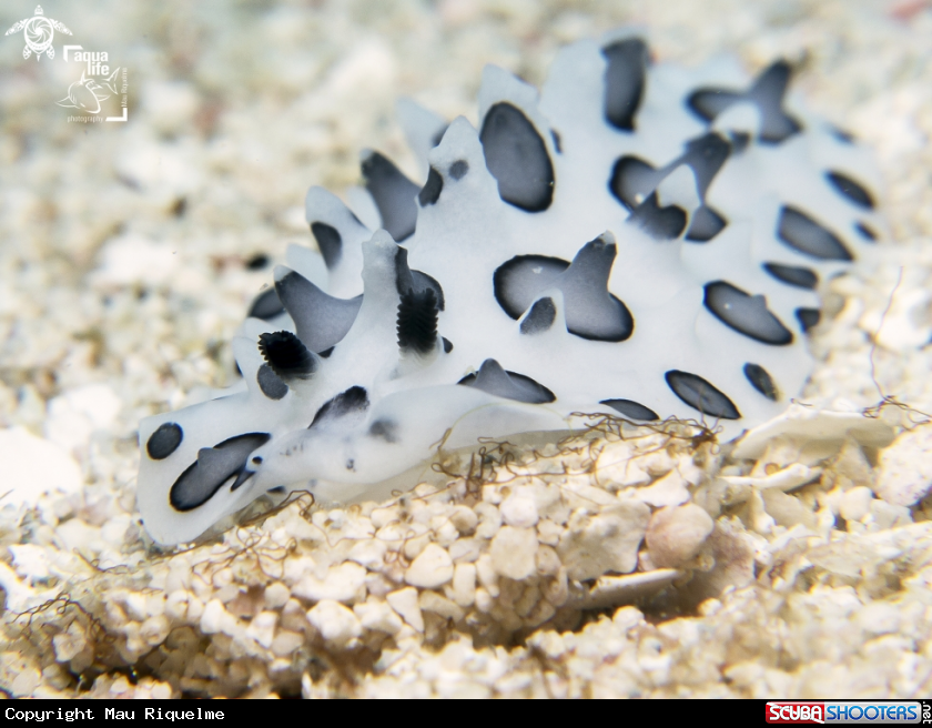 A Black Spotted Nudibranch