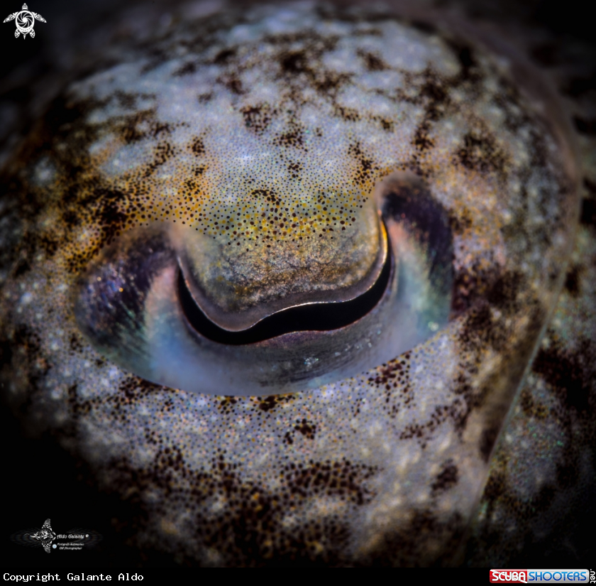 A Cuttlefish