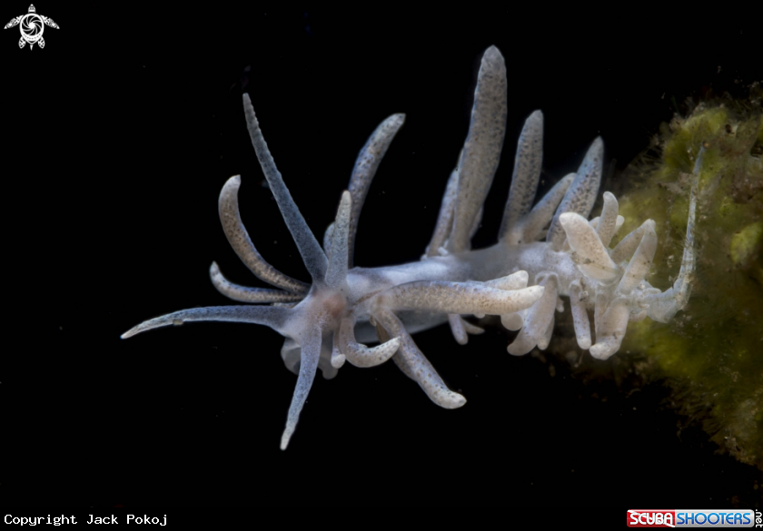 A Phyllodesmium hyalinum