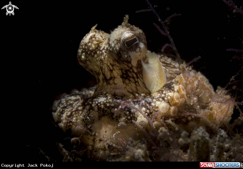 A Coconut octopus